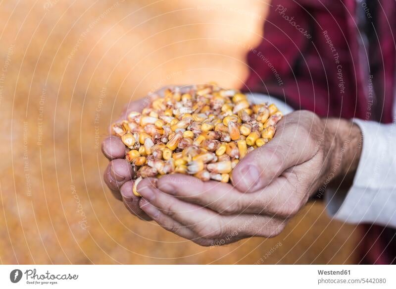 Grains of maize in hands corn man men males human hand human hands farmer agriculturists farmers Vegetable Vegetables Food foods food and drink Nutrition