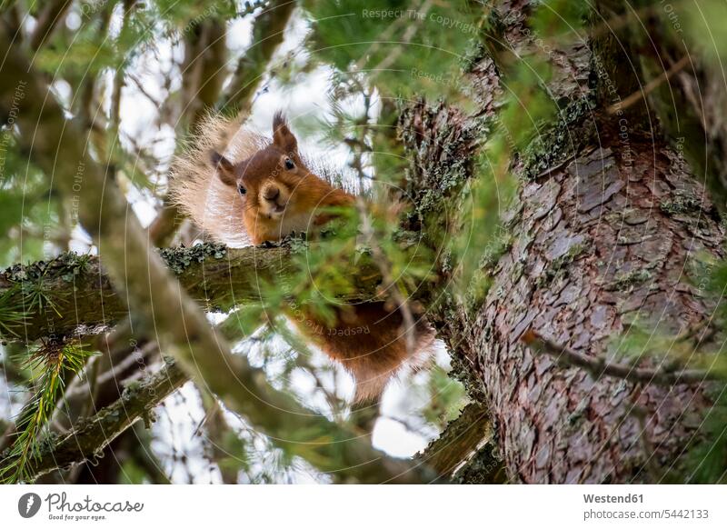 Scotland, red squirrel, Sciurus vulgaris worm's eye view extreme worms eye extreme Low angle view Directly Below worm's-eye view one animal 1 outdoors