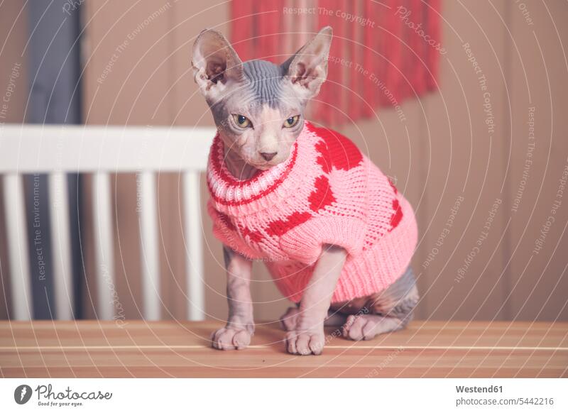 Portrait of Sphynx cat on table wearing pink pullover cats sweater jumper Sweaters portrait portraits pets animal creatures animals Table Tables