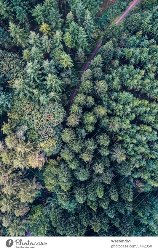UK, Wales, pine forest seen from above green drone drones nature natural world Pine Woods pinewood Pine Woodland pinery Part Of partial view cropped treetop