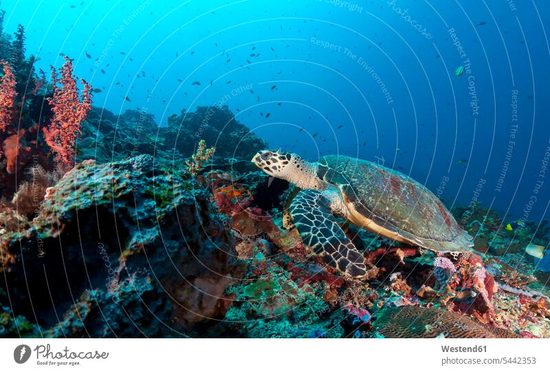 Indonesia, Bali, Nusa Lembonga, Nusa Penida, hawksbill turtle, Eretmochelys imbricata Sea Life sealife Aquatic Indian Ocean nobody water underwater submerged