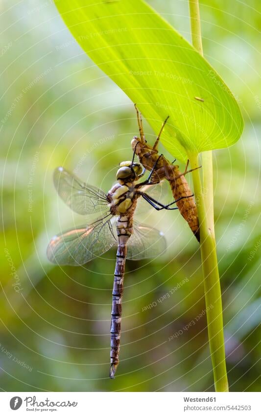 Germany, Bavaria, southern hawker, Aeshna cyanea, sitting at exuviae beauty of nature beauty in nature New life blue darner animal creatures animals dragonfly