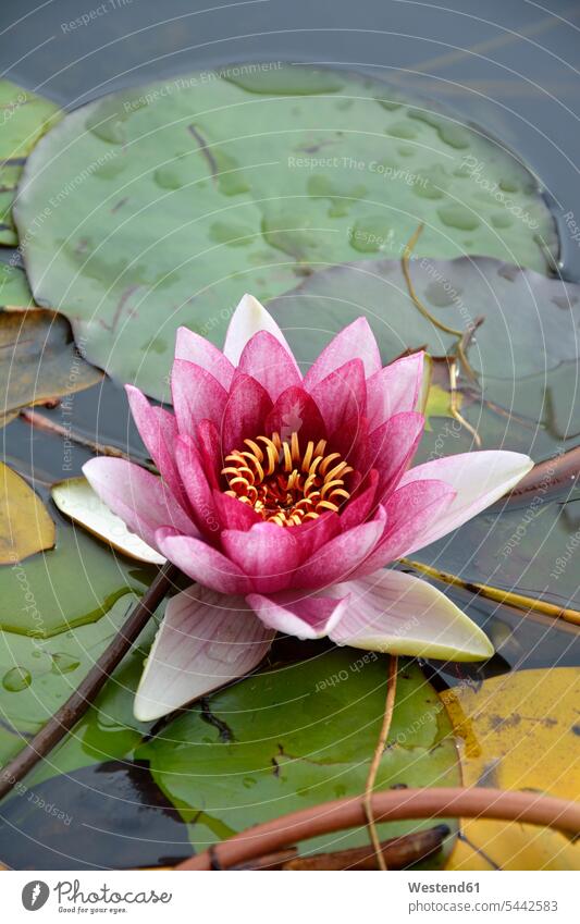 Pink water lily, Nymphaea Alba Water Lily Water Lilies Water-Lily Water-Lilies pink magenta Flower Flowers Pond Ponds Germany close-up close up closeups