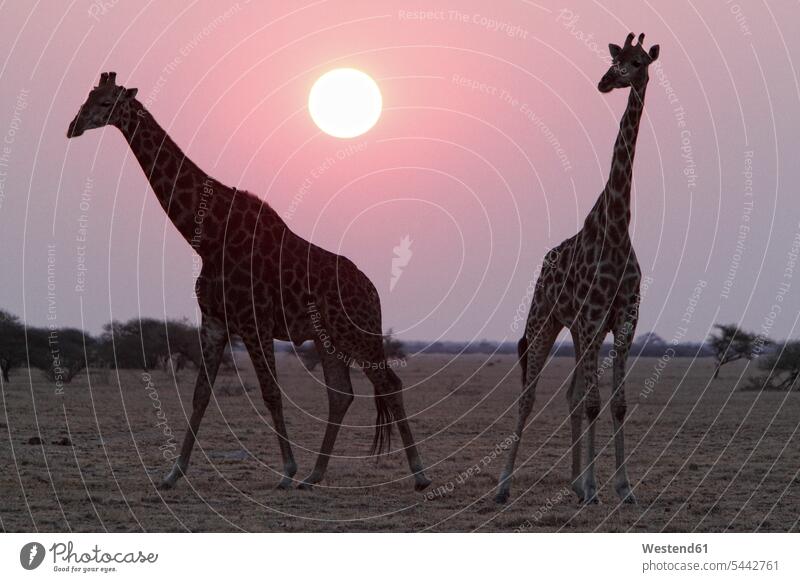 Namibia, Etosha National Park, two giraffes at sunset Romantic Sky Republic of Namibia nature natural world sunsets sundown wild animal wild animals