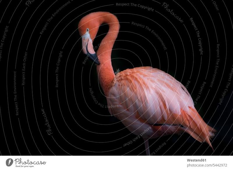 Pink flamingo in front of black background black backgrounds copy space pink Rosy pink flamingo pink flamingos phoenicopterus roseus rose coloured flamingos