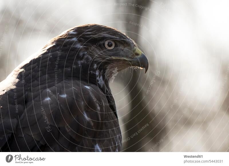 Portrait of Common buzzard nobody copy space close-up close up closeups close ups close-ups Buteo buteo Head Animal Heads sky skies looking at camera