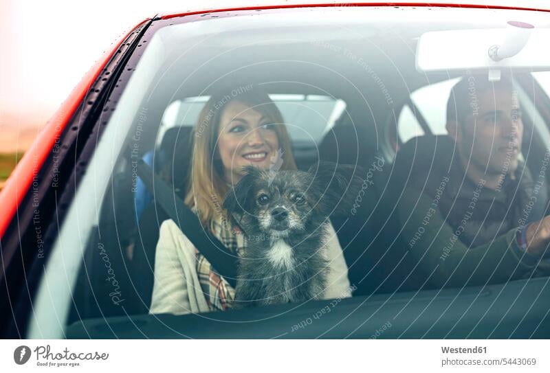 Happy couple with small dog in car dogs Canine automobile Auto cars motorcars Automobiles twosomes partnership couples driving drive smiling smile pets animal