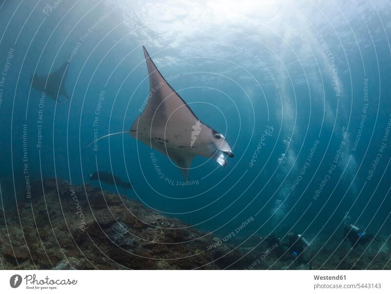 Indonesia, Bali, Nusa Lembongan, Reef manta ray and divers nobody swimming nature natural world wild animal wild animals Animal In Wild Animals In Wild outdoors