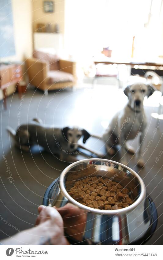 Hand holding bowl with food for two dogs at home Care caring care bringing Backlit back light backlight back lighting back lit front view frontal