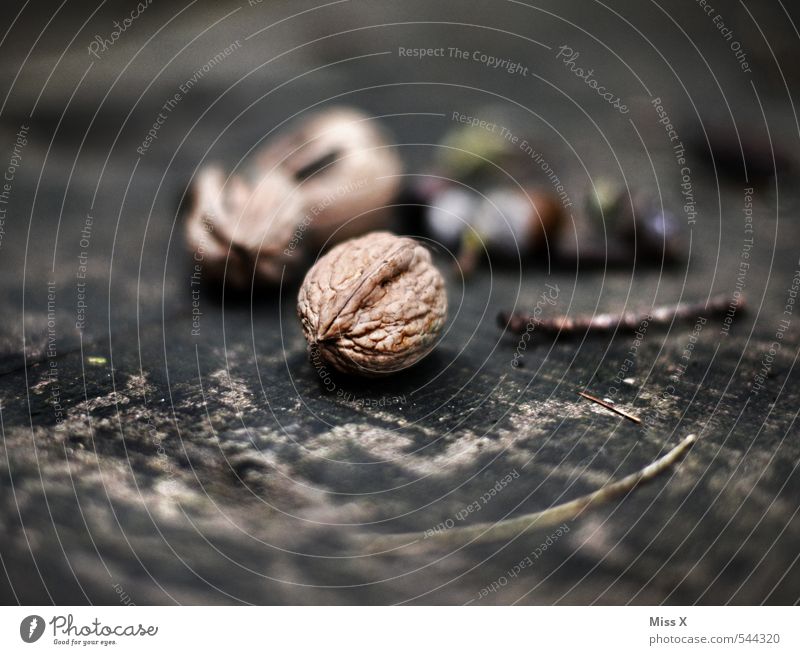 walnut Food Fruit Nutrition Nature Autumn Tree Brown Walnut Nutshell Wood Annual ring Still Life Hard Colour photo Subdued colour Close-up Structures and shapes
