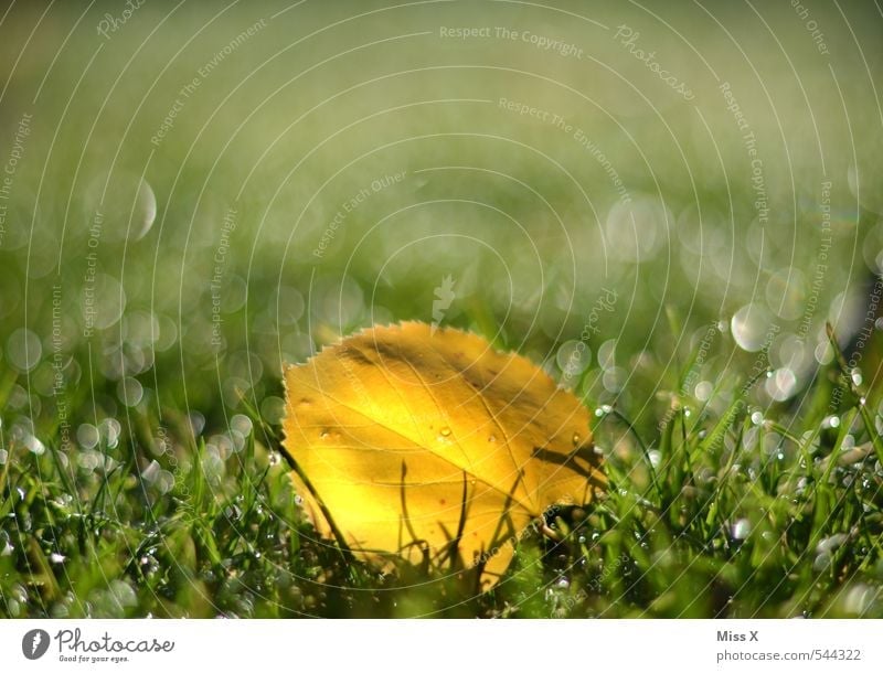 Now the autumn is already over Drops of water Autumn Beautiful weather Rain Grass Leaf Garden Meadow Glittering Wet Autumn leaves Yellow Autumnal Lawn