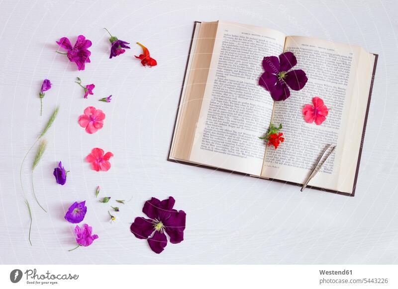 Book, blossoms and forceps paper Flower Flowers herbarium impermanence impermanent fugaciousness transience flowers Blossoms Blooms blossoming flowering