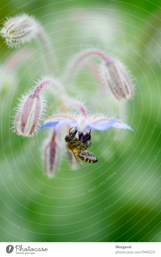 Bee and flower Environment Nature Plant Flower Blossom Foliage plant Touch Movement Blue Green "Bee," country lust Country life Field Borage Honey Honey bee