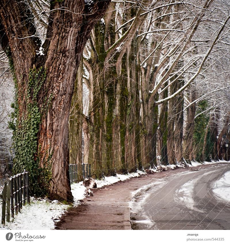 avenue Environment Nature Elements Winter Climate Ice Frost Snow Plant Tree Avenue Freiburg im Breisgau Town Transport Traffic infrastructure Street Curve