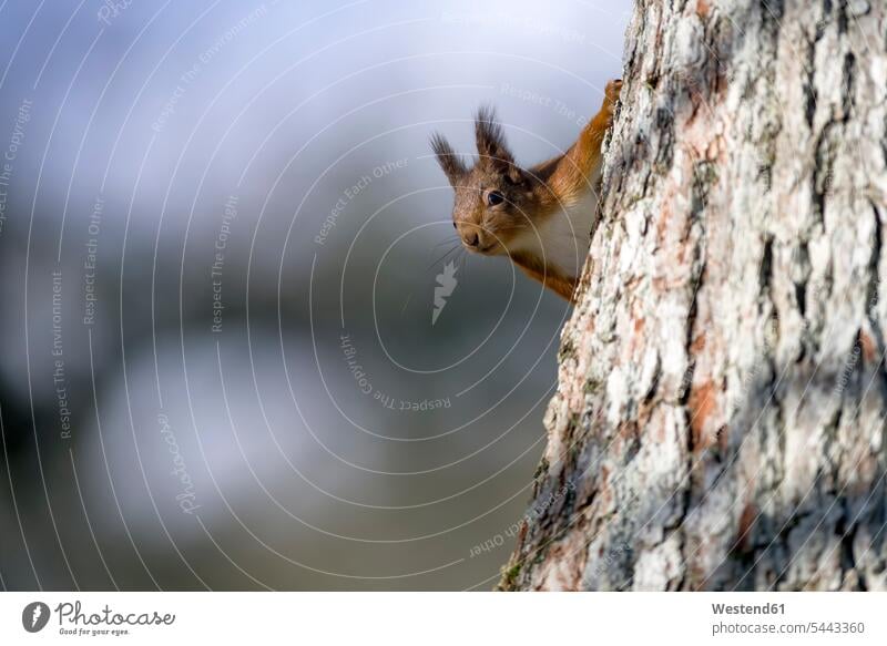 Red squirrel peeking behind tree trunk nobody Tree Trunk Tree Trunks copy space inquisitive inquisitiveness curious nosy inquisitively interested Curiosity