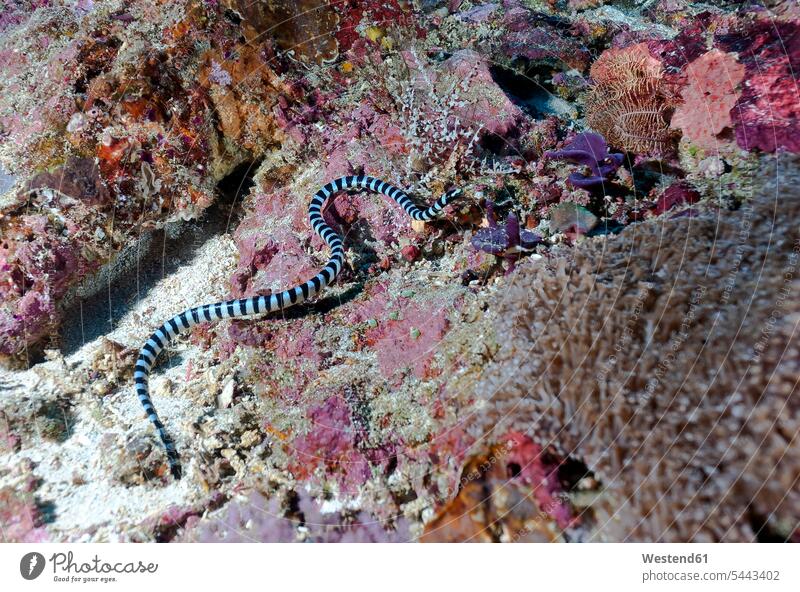 Indonesia, Bali, Nusa Lembongan, faint-banded sea snake, Hydrophis belcheri Sea Life sealife Aquatic coral reef coral reefs black blue sea snakes hydrophiidae