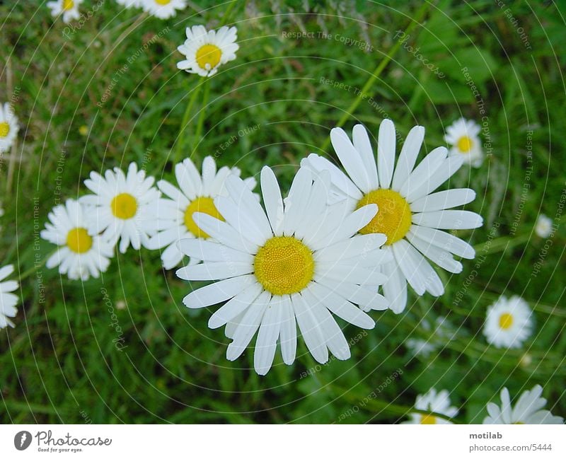 daisies Flower Daisy Meadow