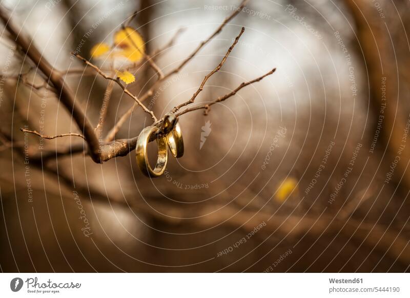 Wedding rings hanging on bare twigs autumn fall branch limb limbs branches copy space nobody Selective focus Differential Focus day daylight shot daylight shots