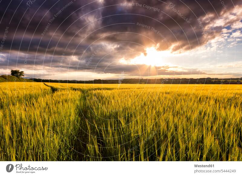 UK, Scotland, East Lothian, field of barley at sunset cultivation growing evening sky Grain field Cornfield Corn Field Cornfields Corn Fields in the evening