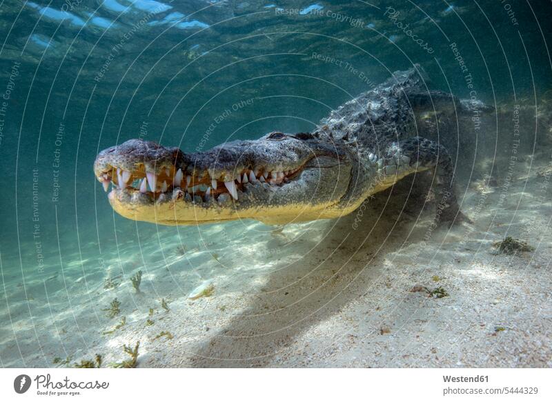Mexico, American crocodile under water nature natural world swimming diving dive waters body of water tooth animal teeth animal tooth awe Fascinating awesome