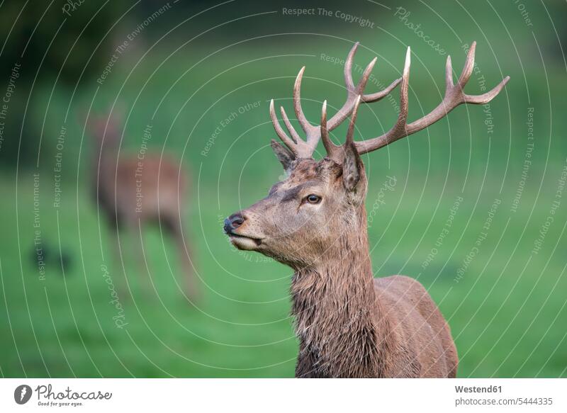 England, Red deer, Cervus elaphus animal behaviour Animal Behavior Head Animal Heads animal world fauna copy space Meadow Meadows male Antler Antlers