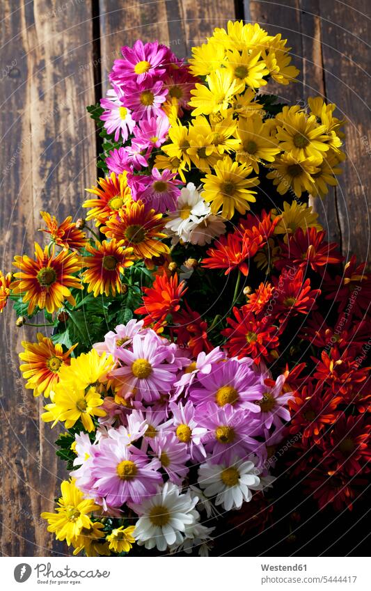 Various Chrysanthemum nobody delicate Delicateness dainty Tender copy space purple chrysanthemum Mum chrysanthemums Mums nature natural world white autumn fall