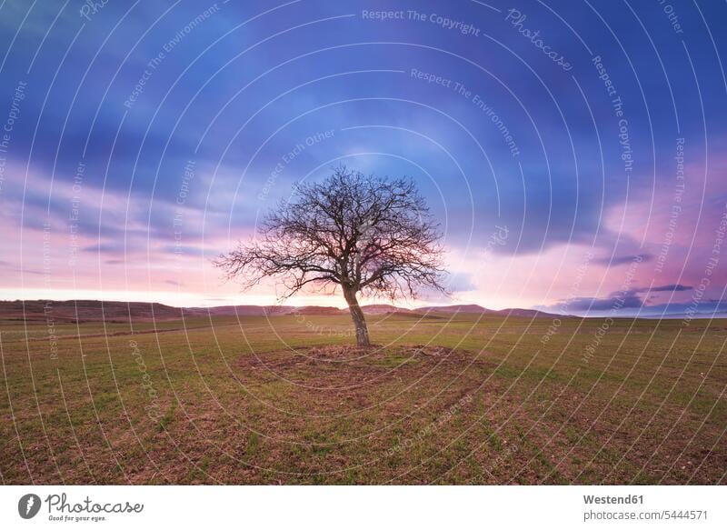 Spain, single bare tree in rural landscape at dusk cloud clouds afterglow Afterglow Vista cloudy cloudiness nature natural world sunset sunsets sundown Backlit