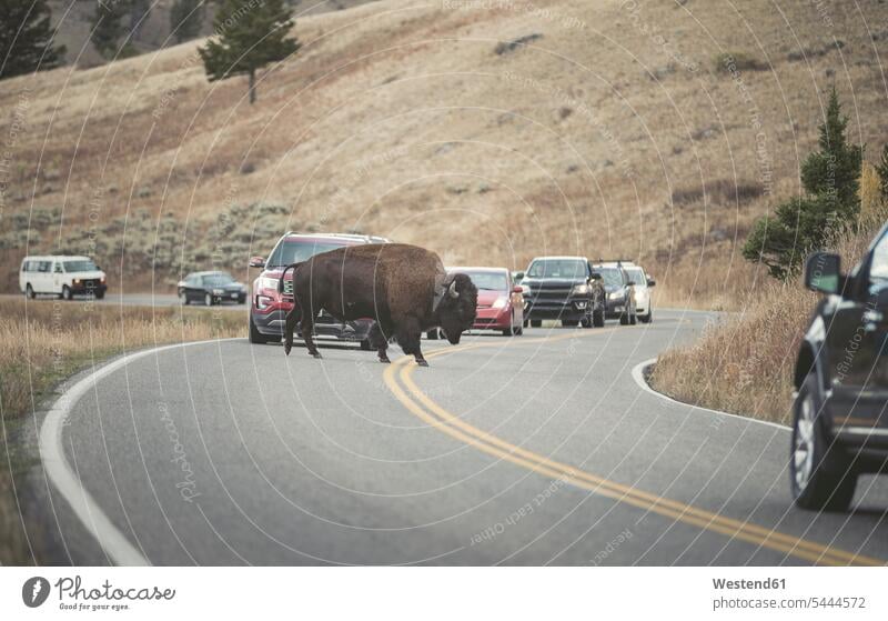 USA, Yellowstone National Park, Bison crossing road slowness right of way ROW on the move on the way on the go on the road Endangered Species Threatened Species