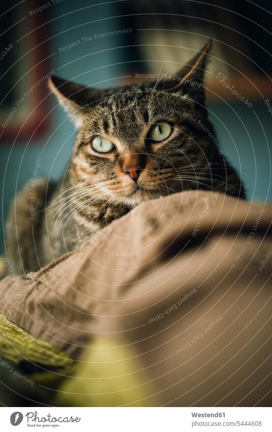 Portrait of tabby cat on couch pets attentive observant looking looks Blanket Blankets cozy sociable comfortable cosy animal themes home at home close-up