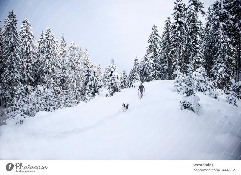 Austria, Altenmarkt-Zauchensee, young woman with dog on snowshoe hike in winter forest dogs Canine excursion Getaway Trip Tours Trips hibernal Snowshoe