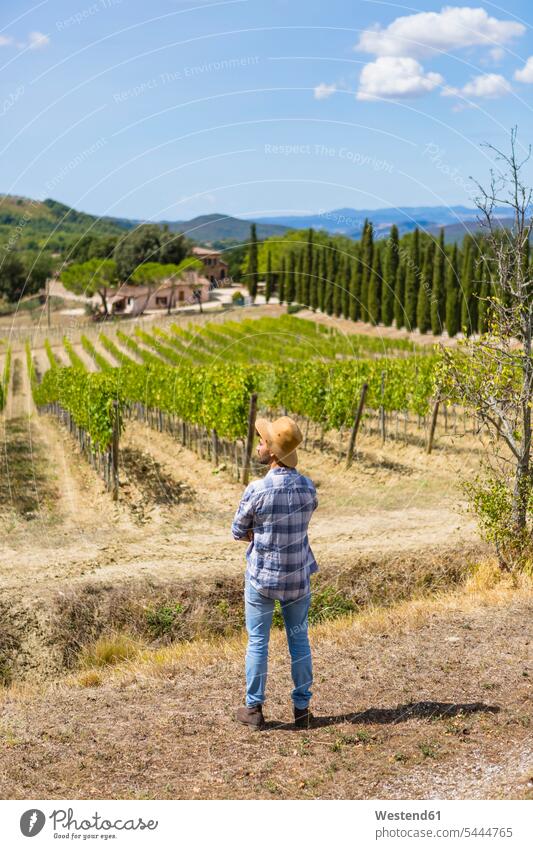 Man standing in vineyard man men males agriculture Adults grown-ups grownups adult people persons human being humans human beings caucasian caucasian ethnicity