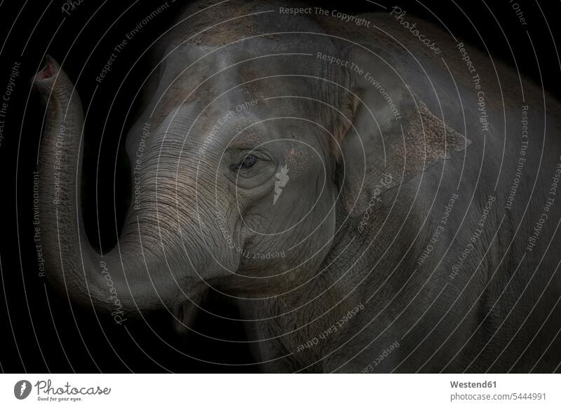 Portrait of Asian Elephant in front of black background black backgrounds night by night at night nite night photography Strength strong Force Strengthy Power