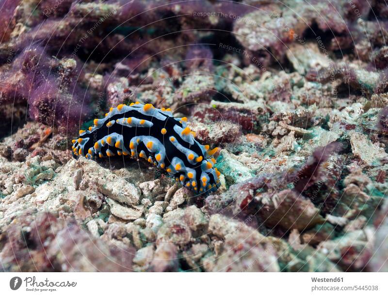 Indonesia, Bali, Nusa Lembongan, Swollen Phyllidia, Phyllidia varicosa tropical Tropical Climate day daylight shot daylight shots day shots daytime nudibranch