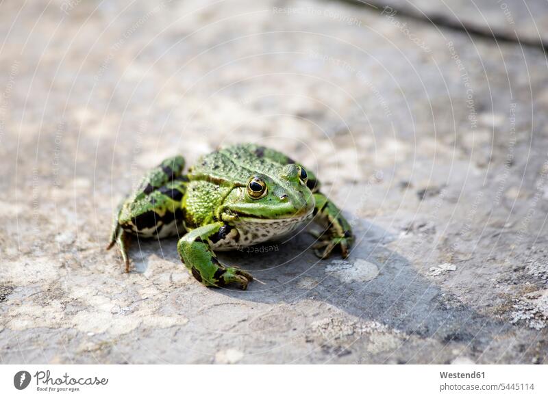 Common water frog on a wall True frog True frogs Ranidae shadow shadows Shades Pelophylax kl. esculentus Rana esculenta Germany close-up close up closeups