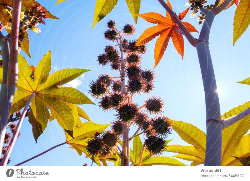 Ricinus communis at backlight Medical Plant Medical Plants Medicinal Plants Lens Flare Lens Flares Lensflare Reflection lens glare Twig Twigs sprig sprigs