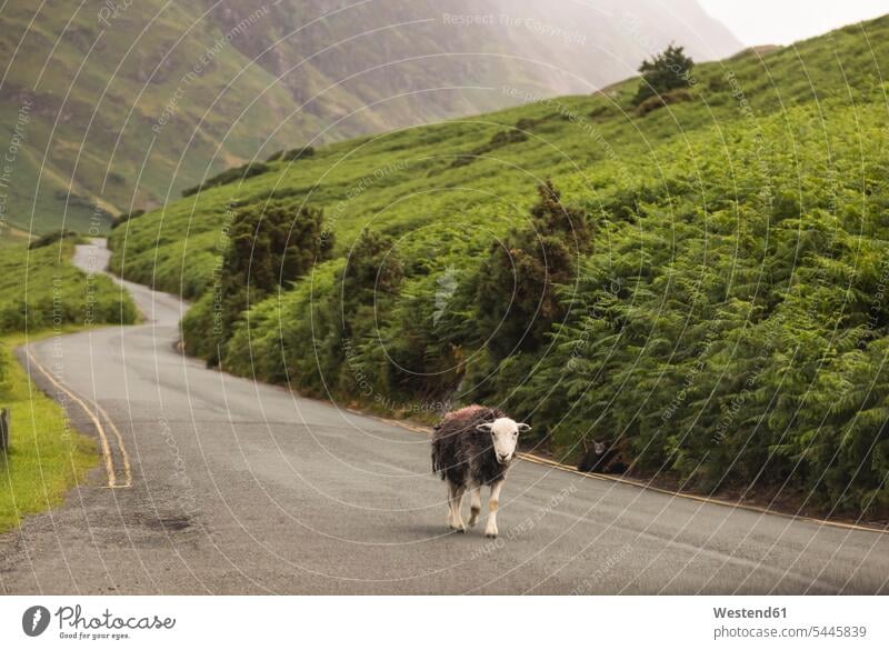 UK, England, sheep walking on country road agriculture nature natural world domestic sheep ovis orientalis aries domestic sheeps Rolling Landscape one animal 1