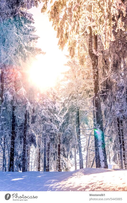 Germany, Baden-Wuerttemberg, snow-covered trees at Black forest near Mummelsee Conifer Coniferae Coniferous Trees Conifers Baden-Wurttemberg outdoors