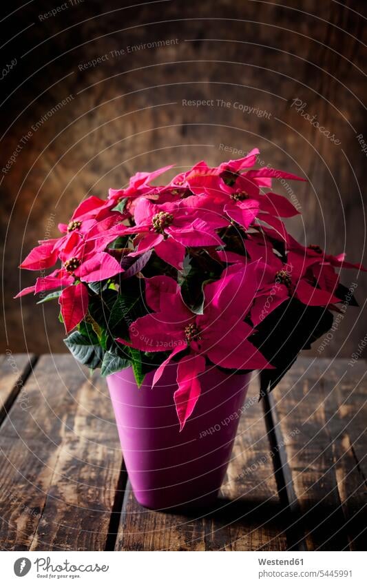 Pink potted Poinsettia on dark wood nobody Bright Colour vibrant color vibrant colour Bright Color Bright Colours vibrant colors Bright Colors vibrant colours