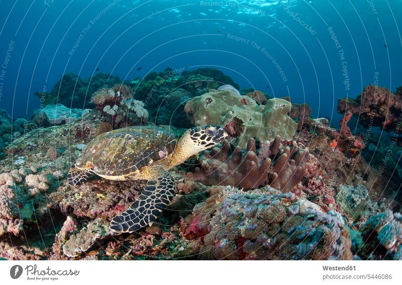 Indonesia, Bali, Nusa Lembongan, hawksbill turtle, Eretmochelys imbricata tropical Tropical Climate day daylight shot daylight shots day shots daytime