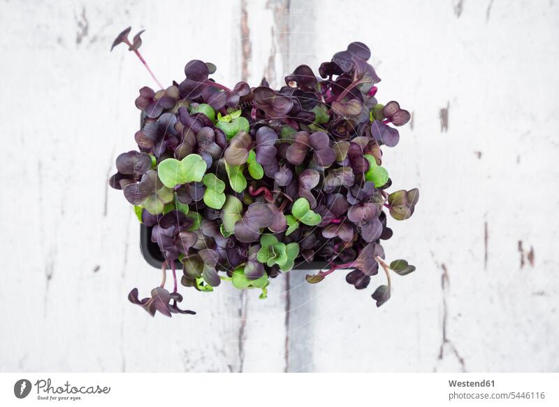 Organic Sango radish cress overhead view from above top view Overhead Overhead Shot View From Above Leaf Leaves Growth growing culinary herb culinary herbs