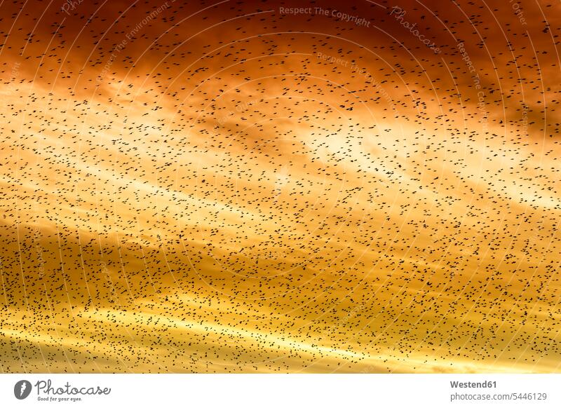 Great Britain, Dumfries and Galloway, flock of common starling, Sturnus vulgaris, at sunset bird birds aves flock of birds migrating bird migrating birds