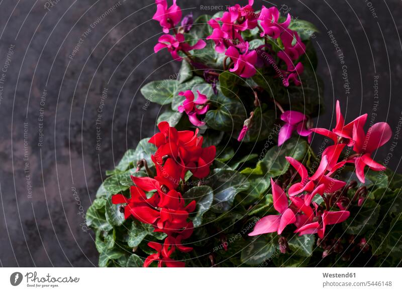 Red and pink Cyclamen on dark ground nobody flower head flower heads red potted plant potted plants pot  plants pot plant blossom flowers Blossoms Blooms