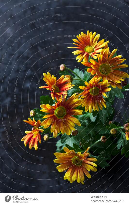 Bicoloured Chrysanthemum nobody fragility fragile bicolored two colored two coloured bicoloured two-tone Petal Petals flower petal flower petals delicate