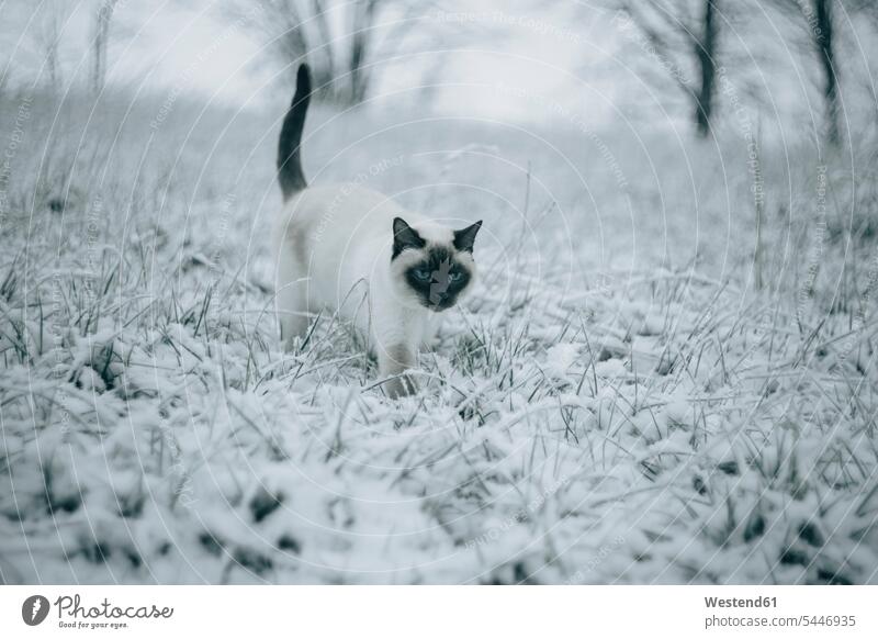 Siamese cat walking on snowy meadow white cold Cold Weather Cold Temperature chilly Siamese cats animal themes male cat tomcat nobody winter hibernal Meadow
