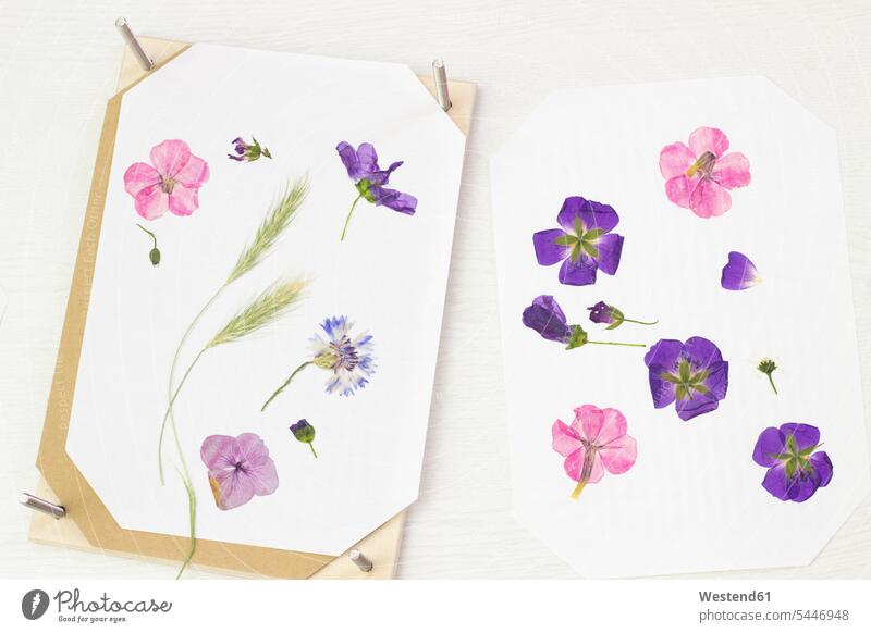 dried flowers in a glass frame - a Royalty Free Stock Photo from Photocase