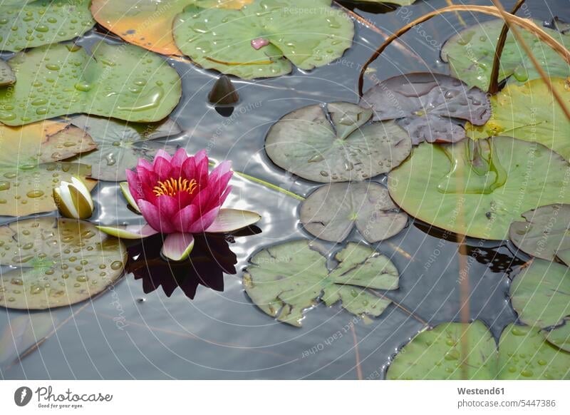Pink water lily, Nymphaea Alba Water Lily Water Lilies Water-Lily Water-Lilies Flower Flowers Pond Ponds Germany Nymphaea alba fragile fragility tranquility