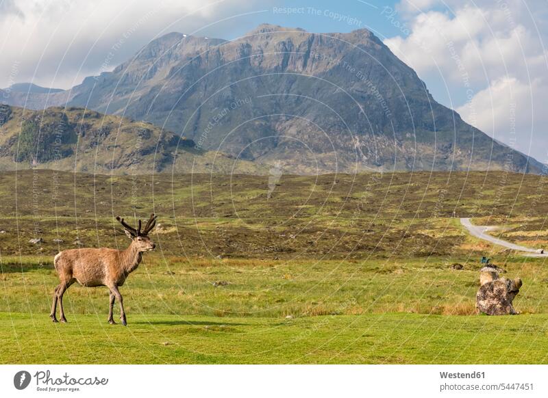 UK, Scotland, Highland, Glencoe, red deer at Buachaille Etive mountain massif cloud clouds nature natural world mountains wild animal wild animals