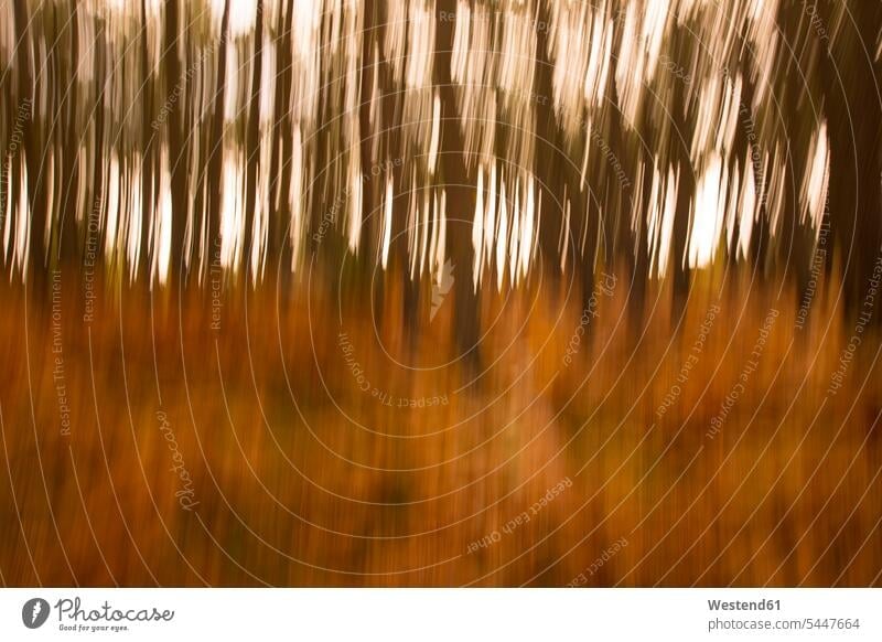 Abstract forest in autumn France full frame Tree Trunk Tree Trunks woods forests brown autumnal autumnally autumn forest fall forest autumn colours outdoors