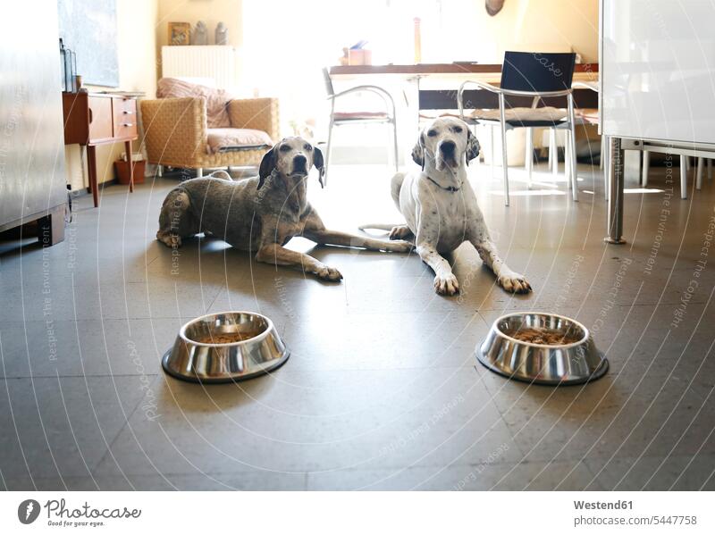 Two dogs at home lying beside bowls together flat flats apartment apartments animal themes animal portrait animal portraits loyalty laying down lie lying down