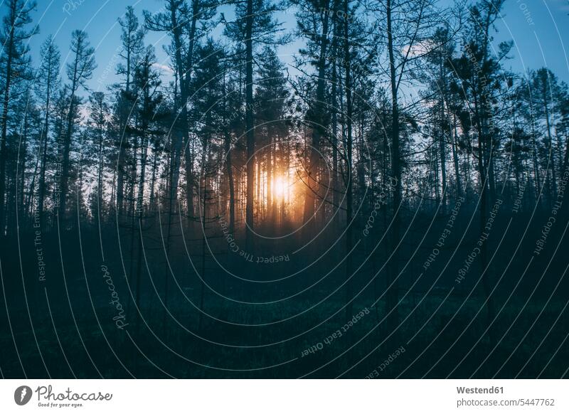 Forest at sunset atmosphere atmospheric mood moody Atmospheric Mood Vibe Idyllic evening light nature natural world sunsets sundown Backlit back light backlight